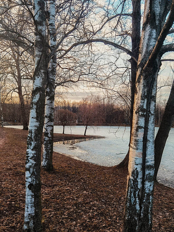 Весенние зарисовки в парке Победы. - Лилия *