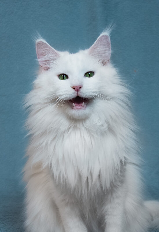 Мейн-кун - Ольга Зинченко