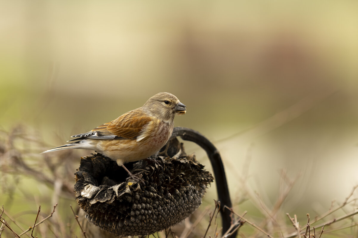 Коноплянка - Валерий Черняк