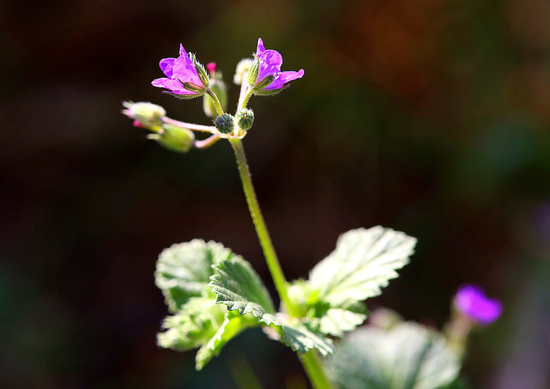 Просто цветик. - Оля Богданович