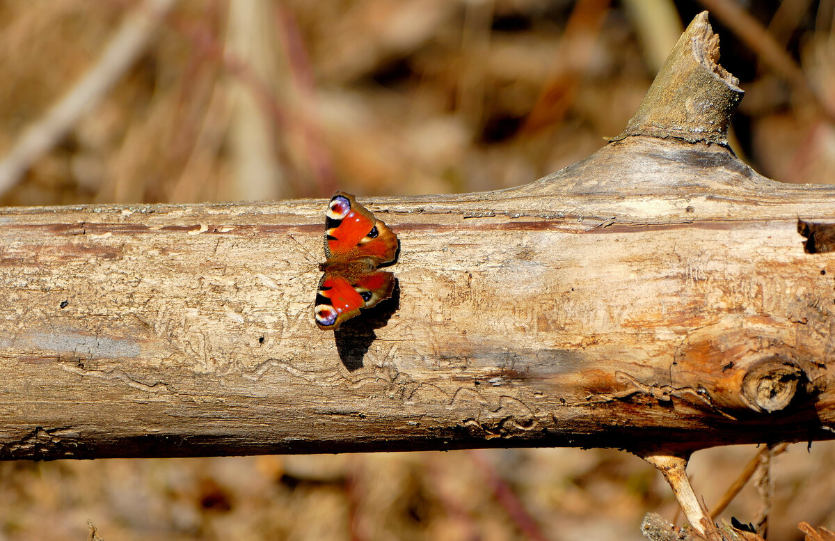из снятого сегодня 3 - Александр Прокудин
