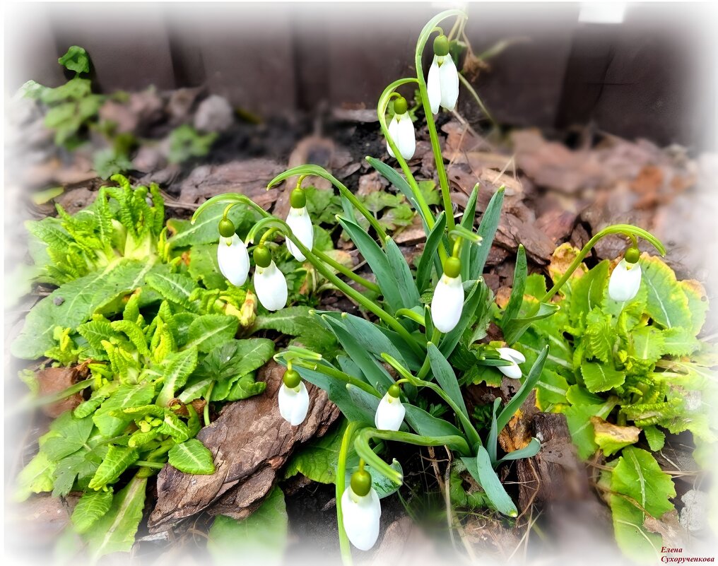 подснежники - Елена Сухорученкова