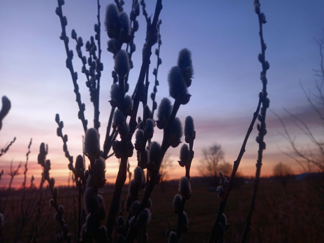 Ива - Сапсан 