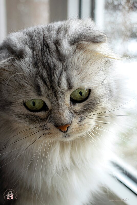 Кошечка Даша - Анастасия Белякова