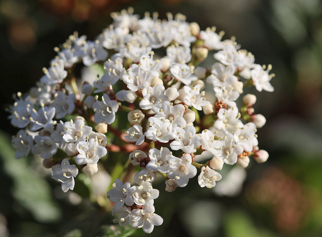 Кашка. - Оля Богданович