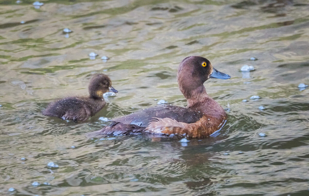 ... - Магомед .