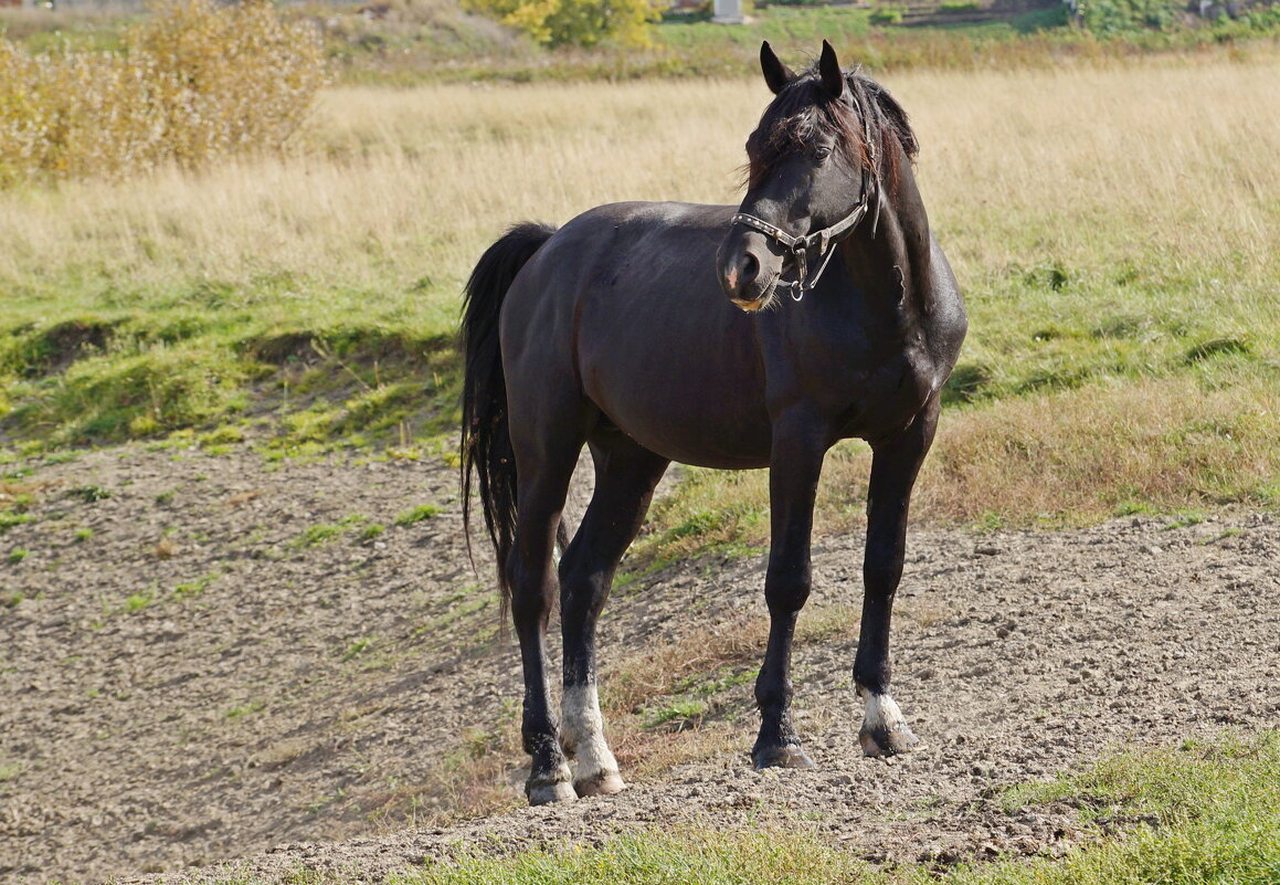 Коняшка. - Андрей Катков