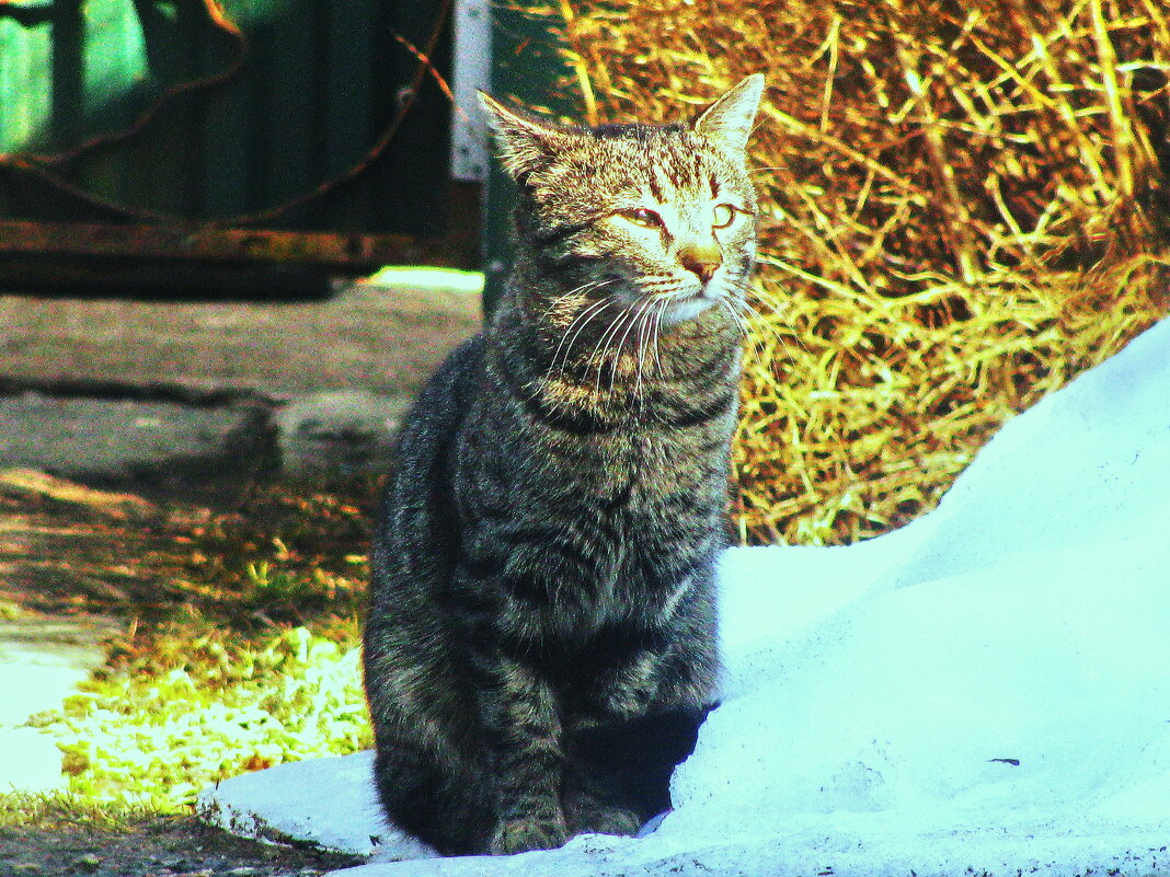 Греется на солнышке - Людмила Смородинская