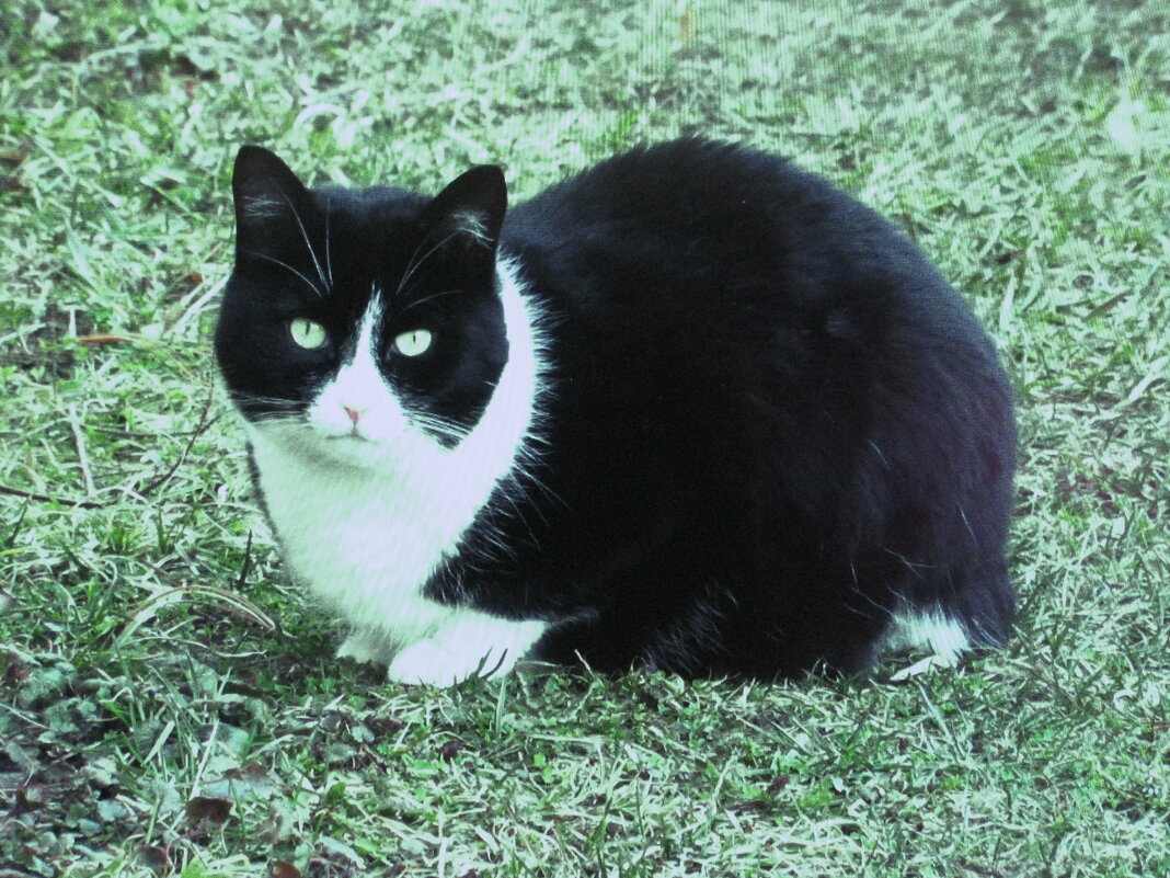 Хорошо в саду - Людмила Смородинская
