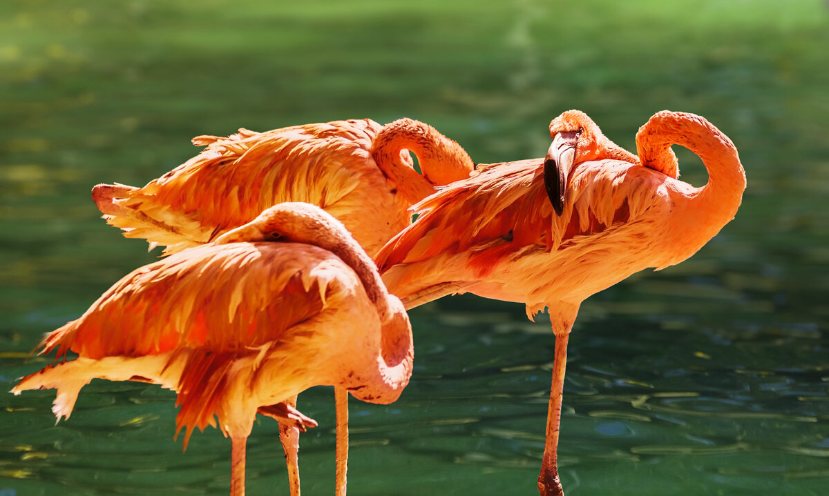 Фламинго - SanSan 