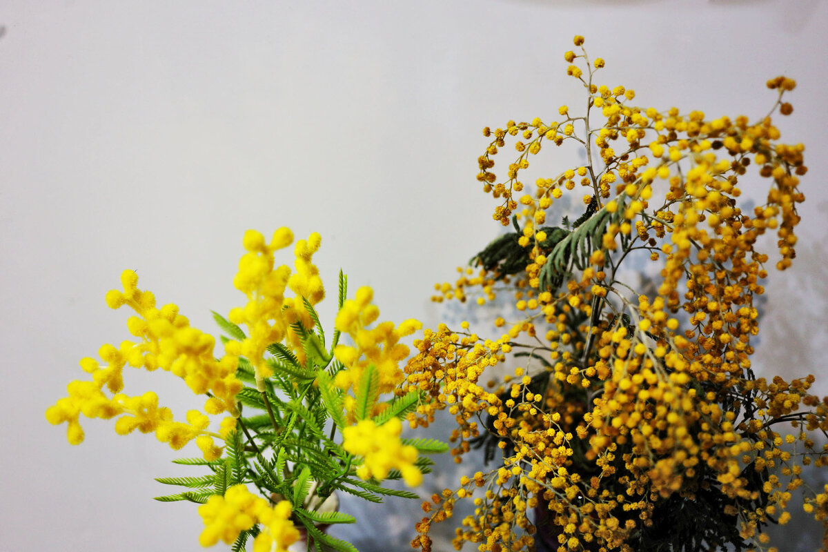 Две мимозы - Юрий Гайворонскiий