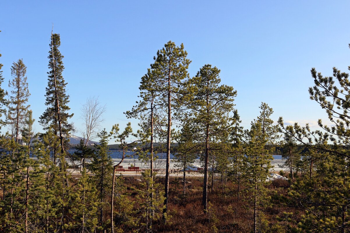 Однако, весна... - Ольга 