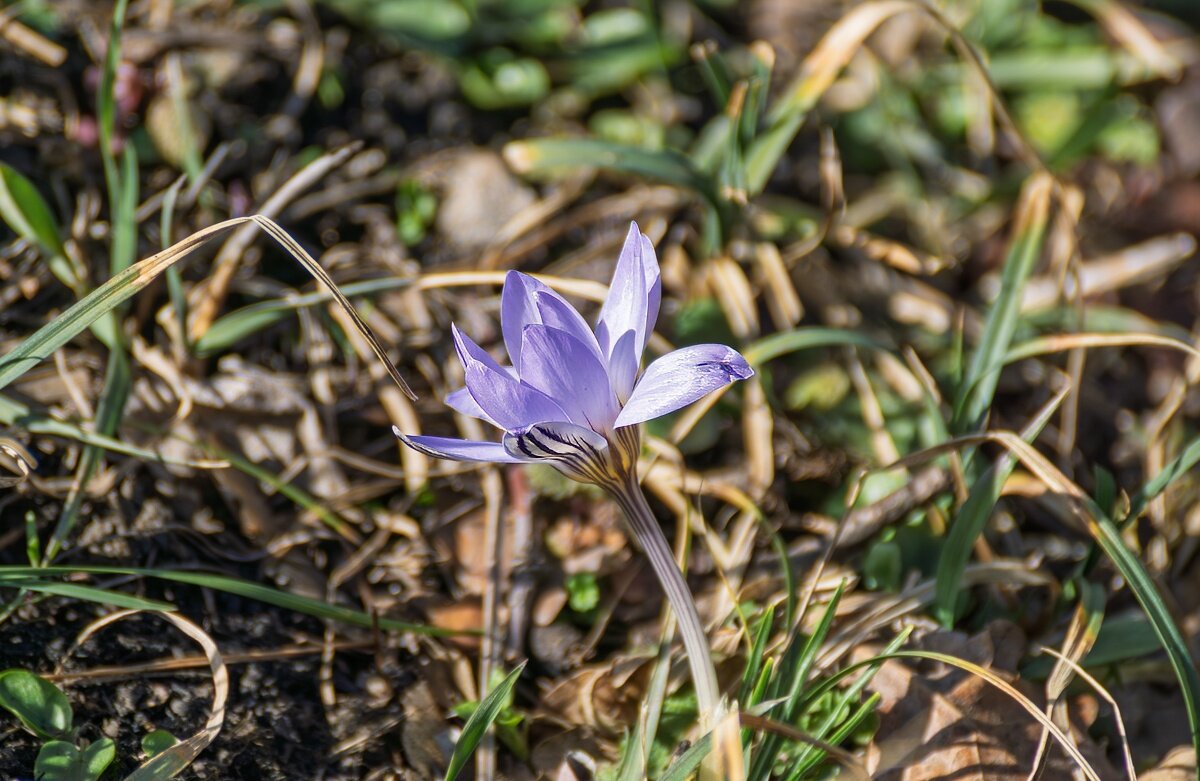 Крокус - Игорь Сикорский Крокус - Игорь Сикорский