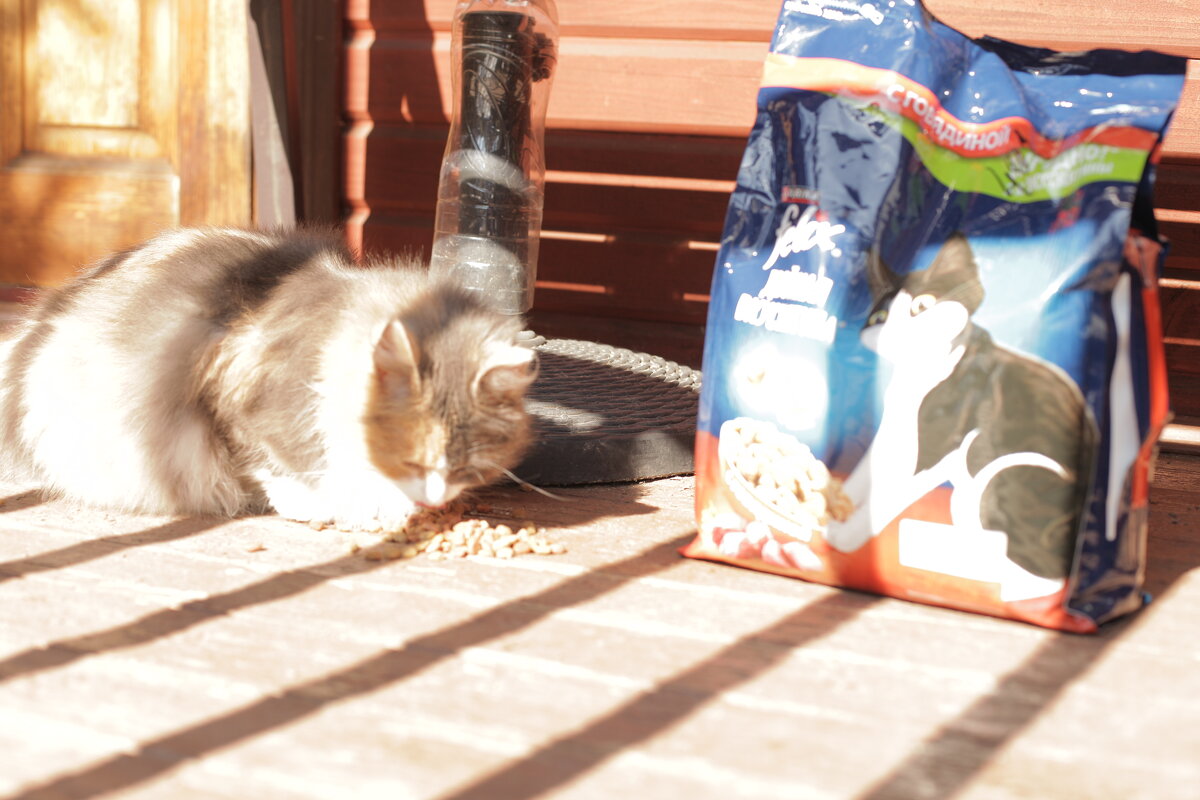 Помощь ничейныи маленьким зверям. - Михаил Елочкин