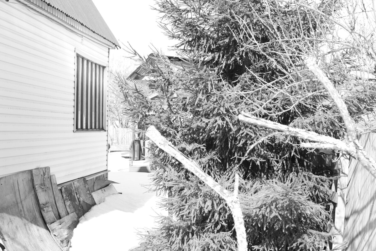 Мечты о ч/б Лейке 81. - Михаил Елочкин