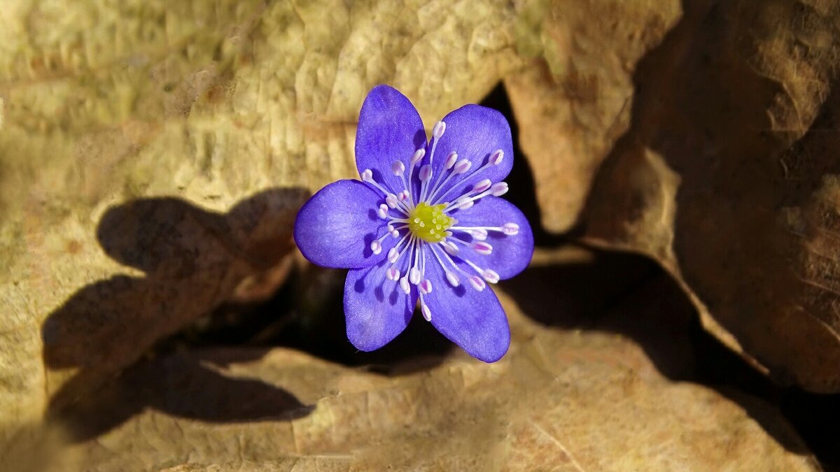 Лесная печёночница. - Милешкин Владимир Алексеевич 