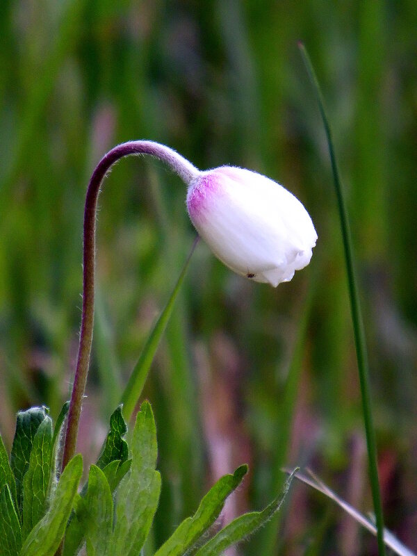 Бутон ветреницы. - nadyasilyuk Вознюк