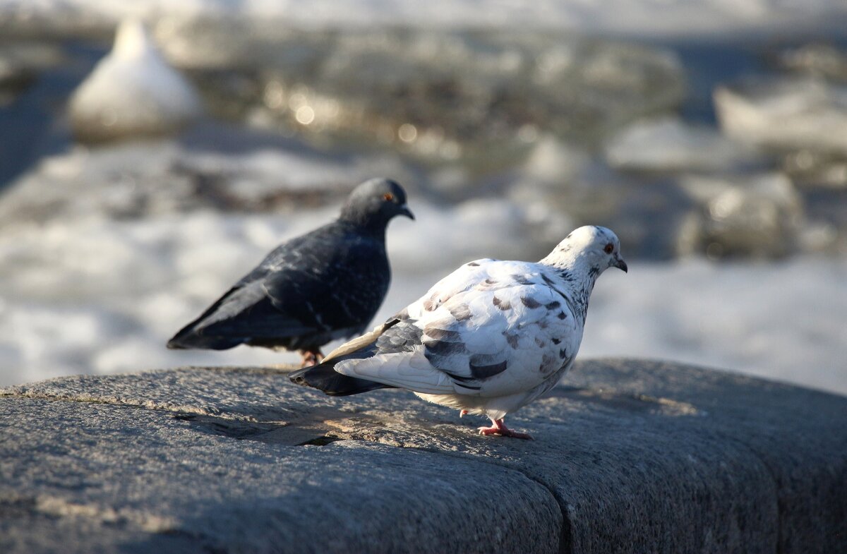 Весна и голуби - Наталья Герасимова