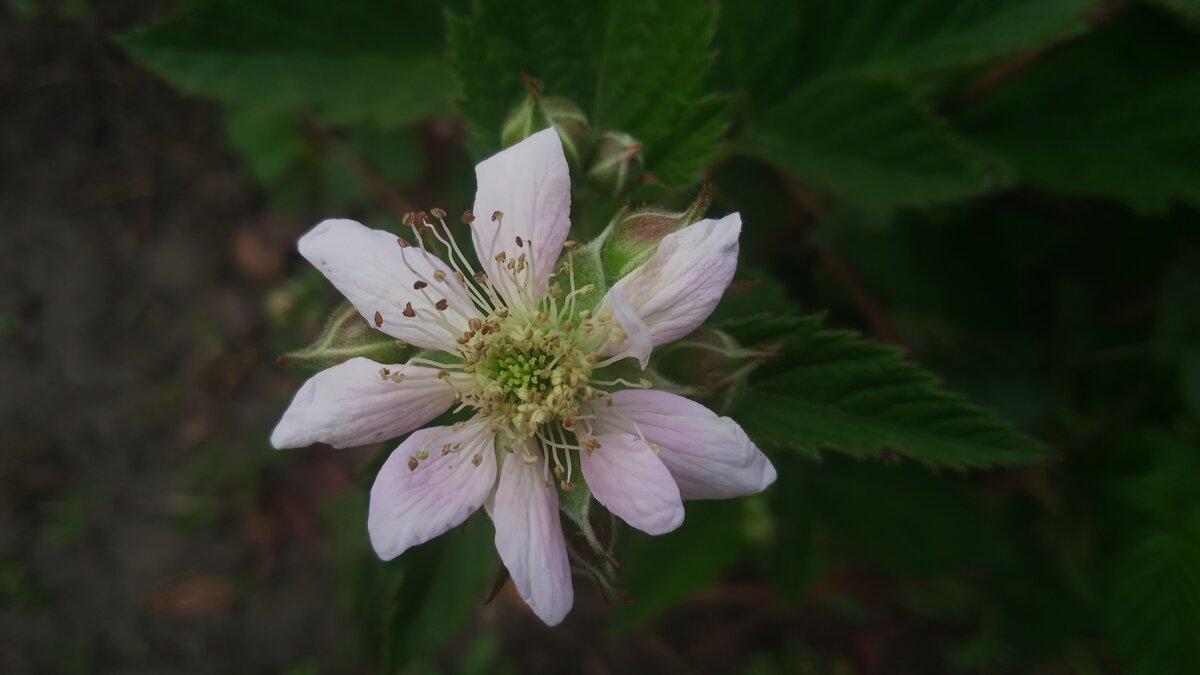 цветёт ежевика - Елена Шаламова
