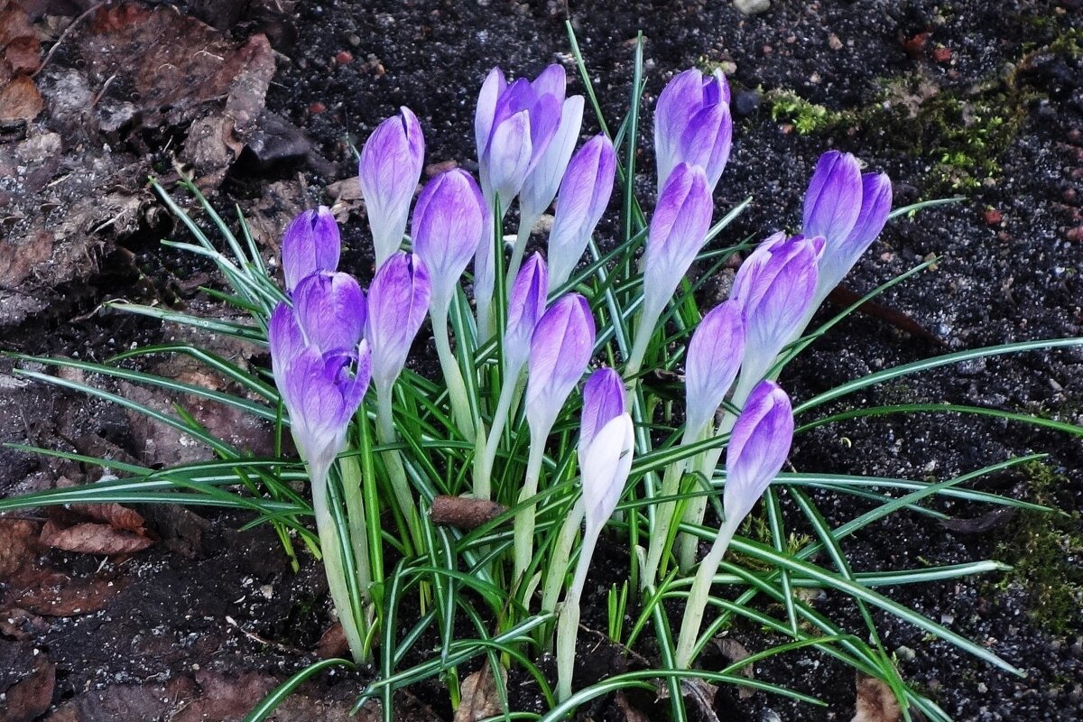 Крокусы - Рита Симонова