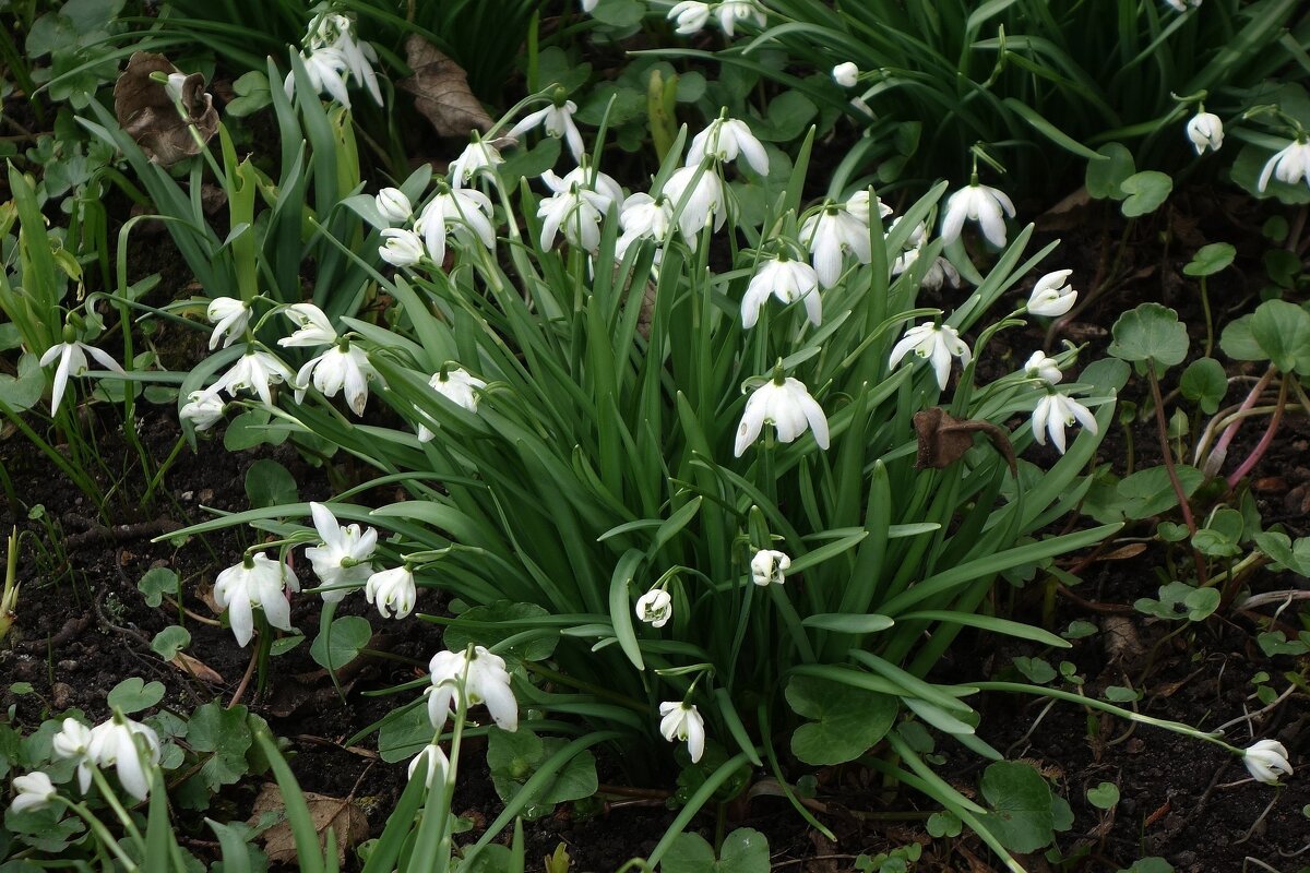 Подснежники - Рита Симонова