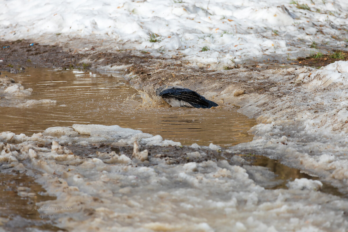 Купание вороны - Александр Синдерёв Купание вороны - Александр Синдерёв