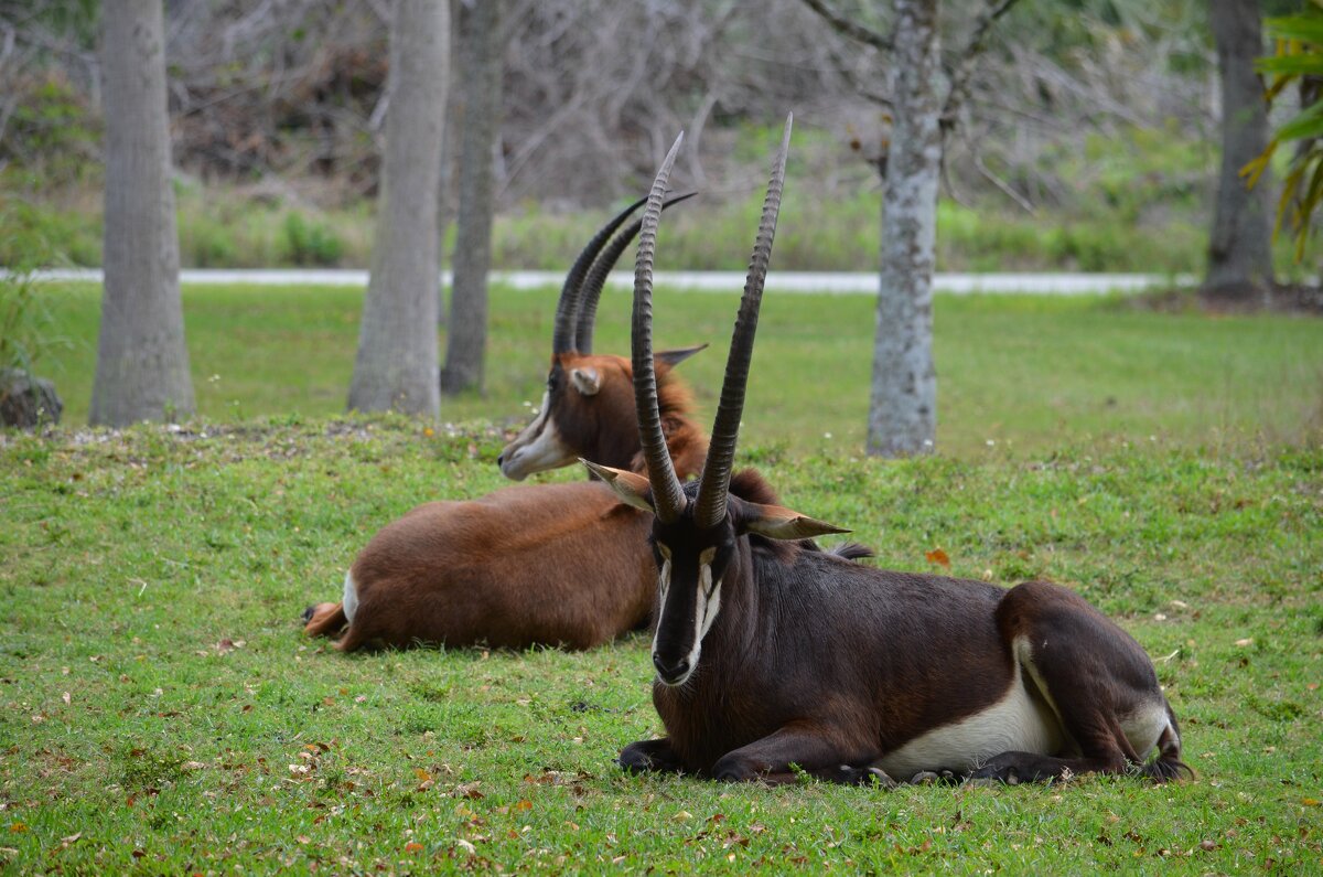 Антилопа Джейран - Таня Фиалка