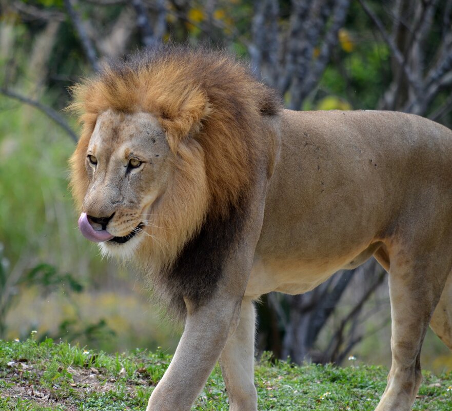 Сейчас кого-то съем - Таня Фиалка