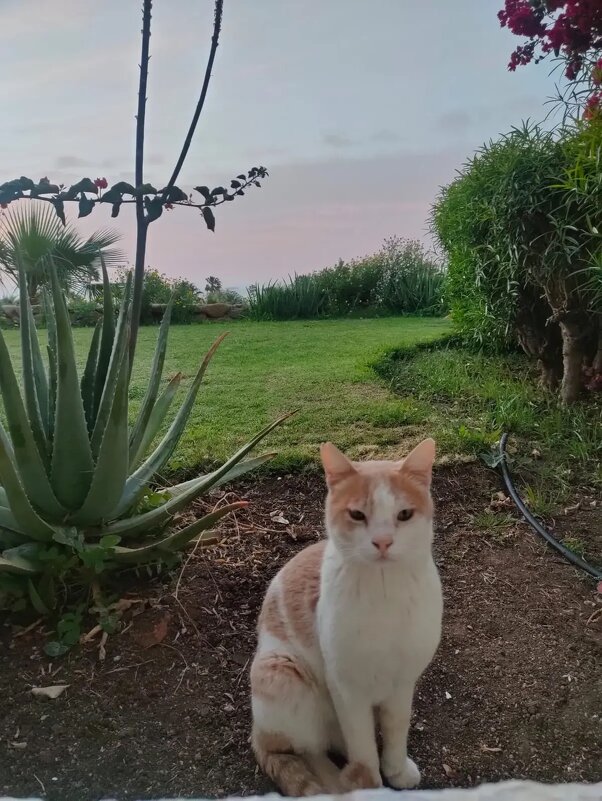 На своей территории - Ирэн 