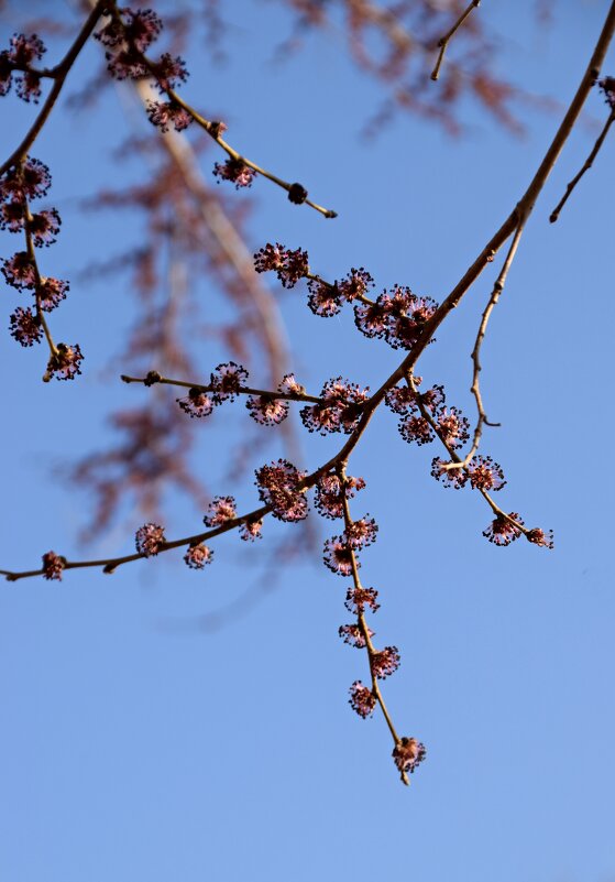Вяз цветет - Павленко Михаил 