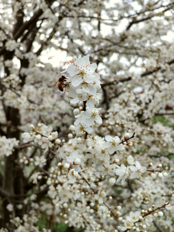 Пора цветения и дивных ароматов - tatyana 