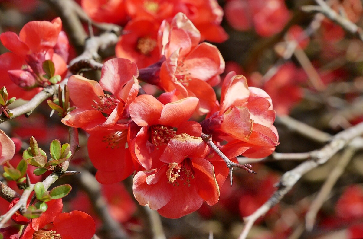 Весна идёт. - Alexey YakovLev