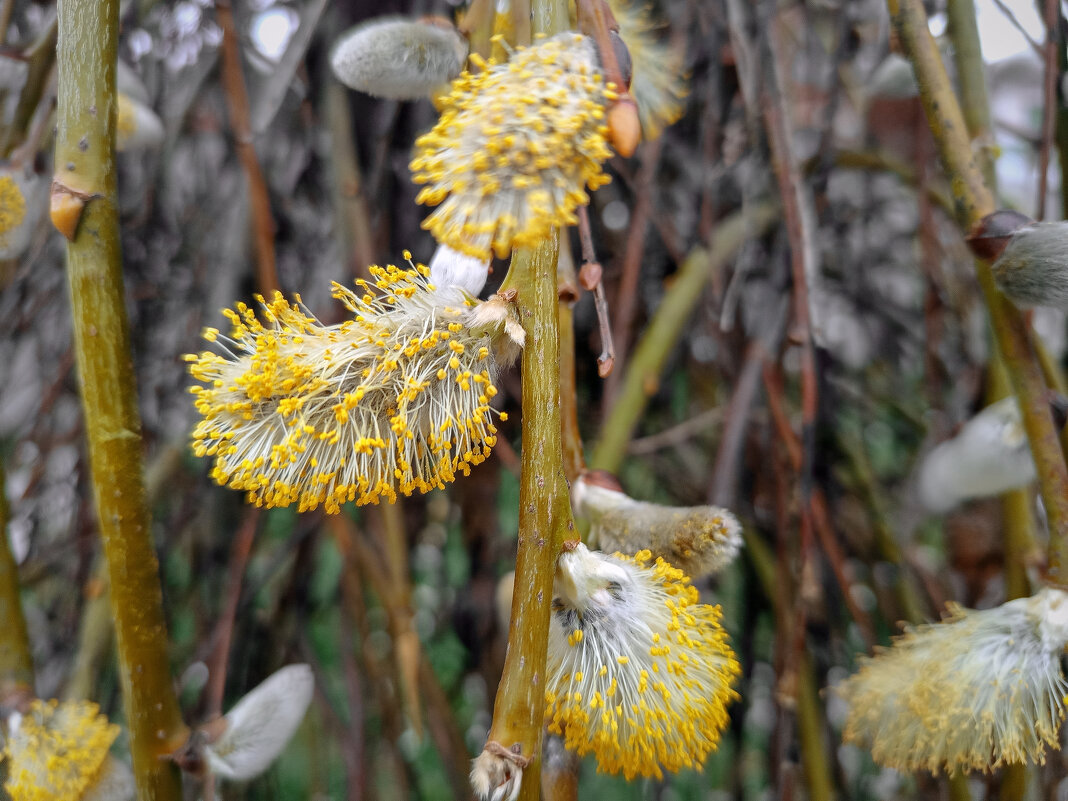 *** - Игорь Протасов