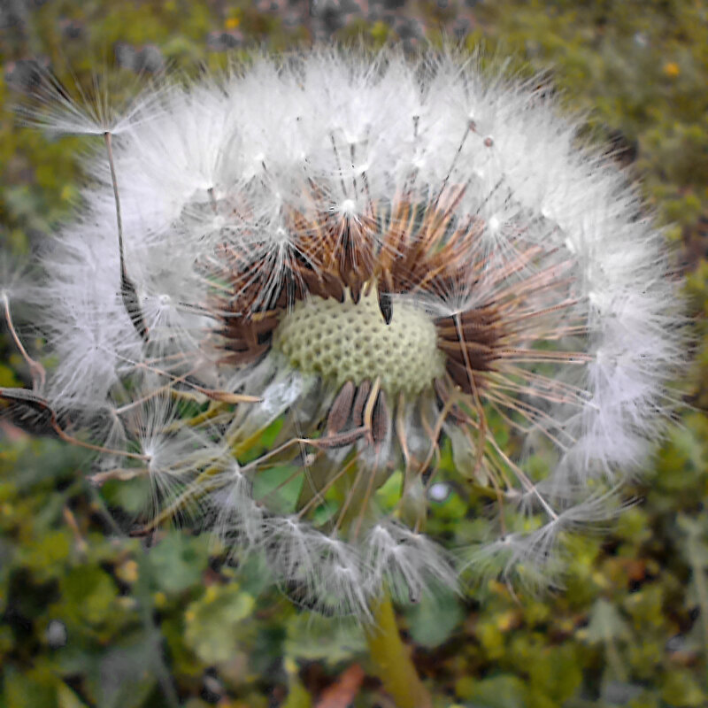 *** - Игорь Протасов