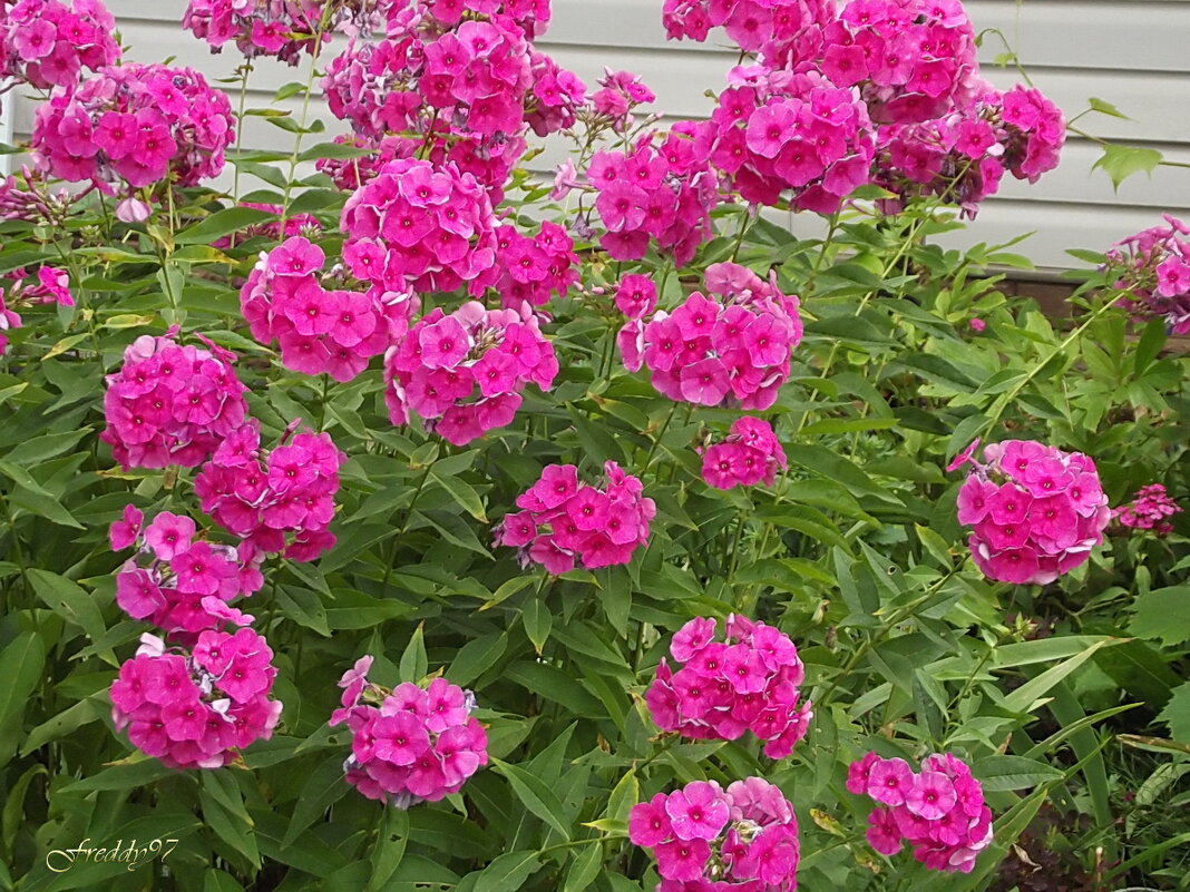 Флоксы - Freddy 97