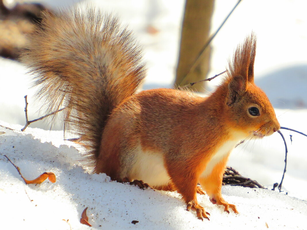 Поменяла шубку - Андрей Снегерёв