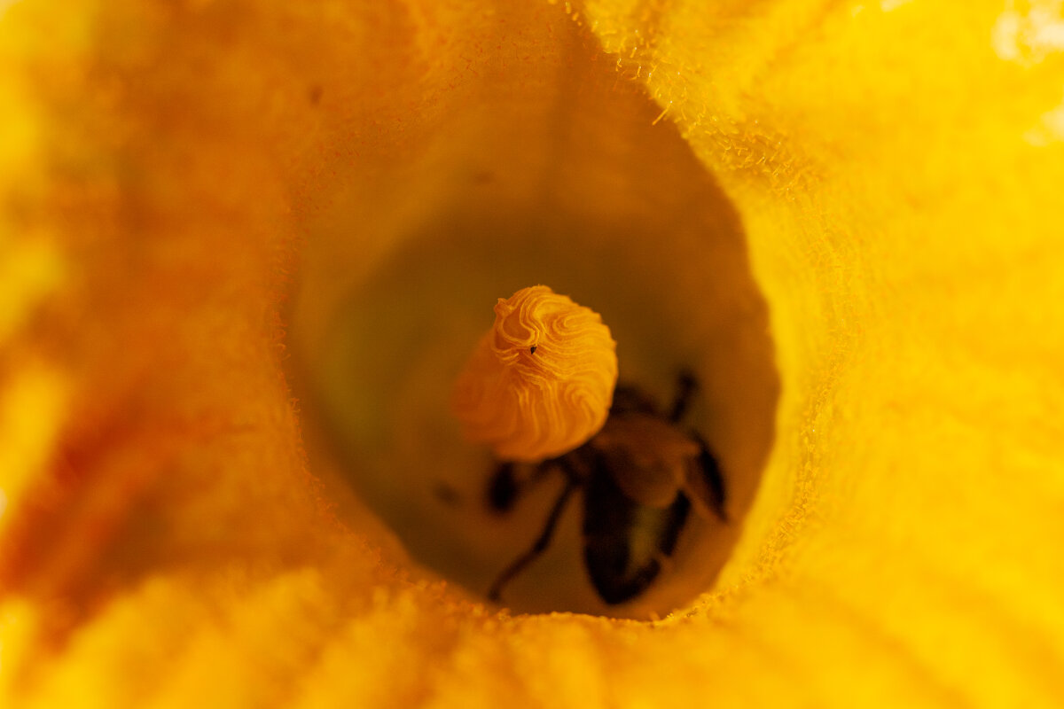 Yellow. - Alexandr Gunin