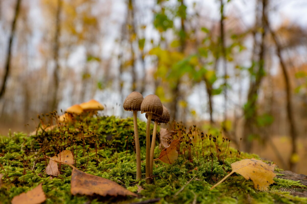 Их было трое... - Николай Гирш