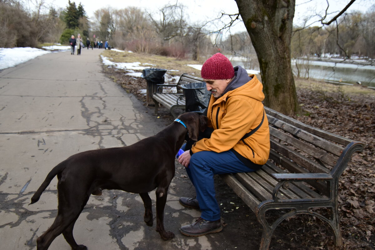 Человек и собака. - Наталья Вязигина