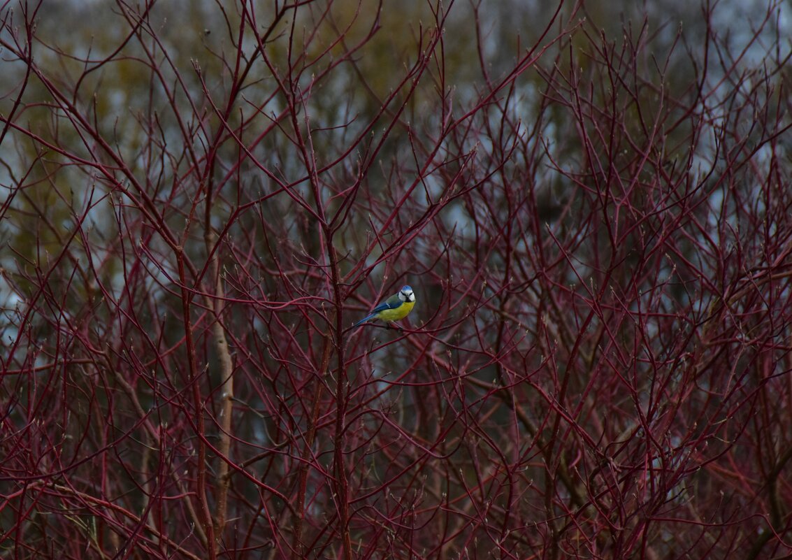 Красивая голубая синица. Лазоревка. - Наталья Вязигина