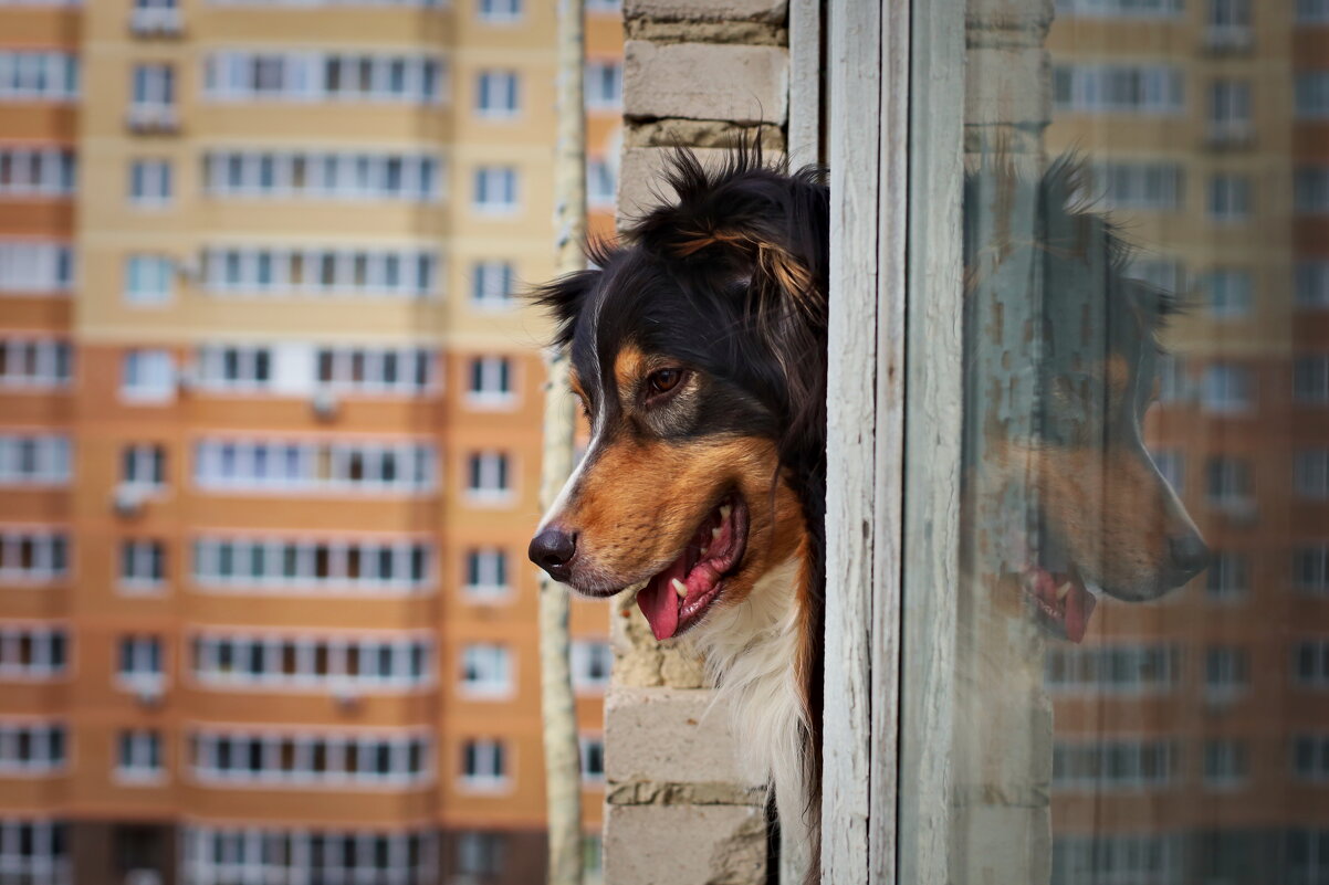 Смотрящий за порядком во дворе) - Артём Евтюхов