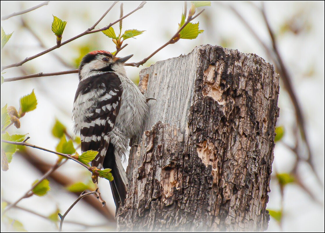 МАЛЫЙ ПЕСТРЫЙ ДЯТЕЛ ... - Владимир Железнов МАЛЫЙ ПЕСТРЫЙ ДЯТЕЛ ... - Владимир Железнов