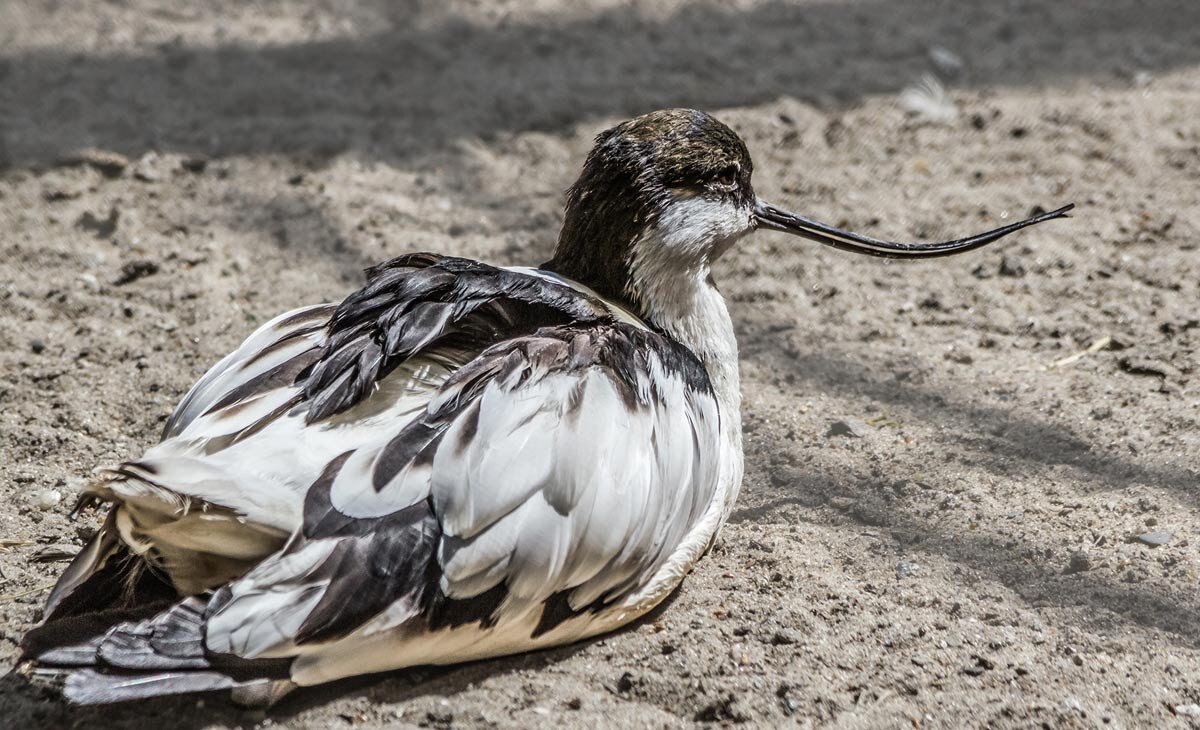 Шилоклювка - SanSan 