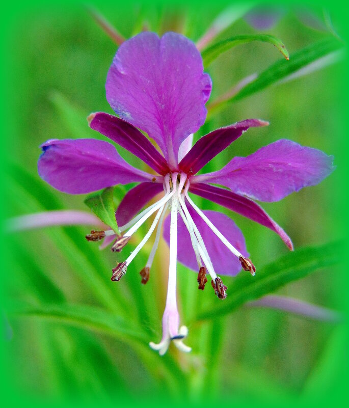 Ничего я не знаю нежней иван-чая! - nadyasilyuk Вознюк