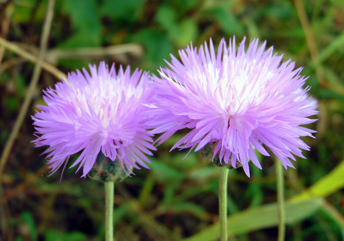 Васильковая парочка. - nadyasilyuk Вознюк