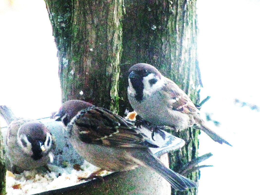 Проголодались - Людмила Смородинская