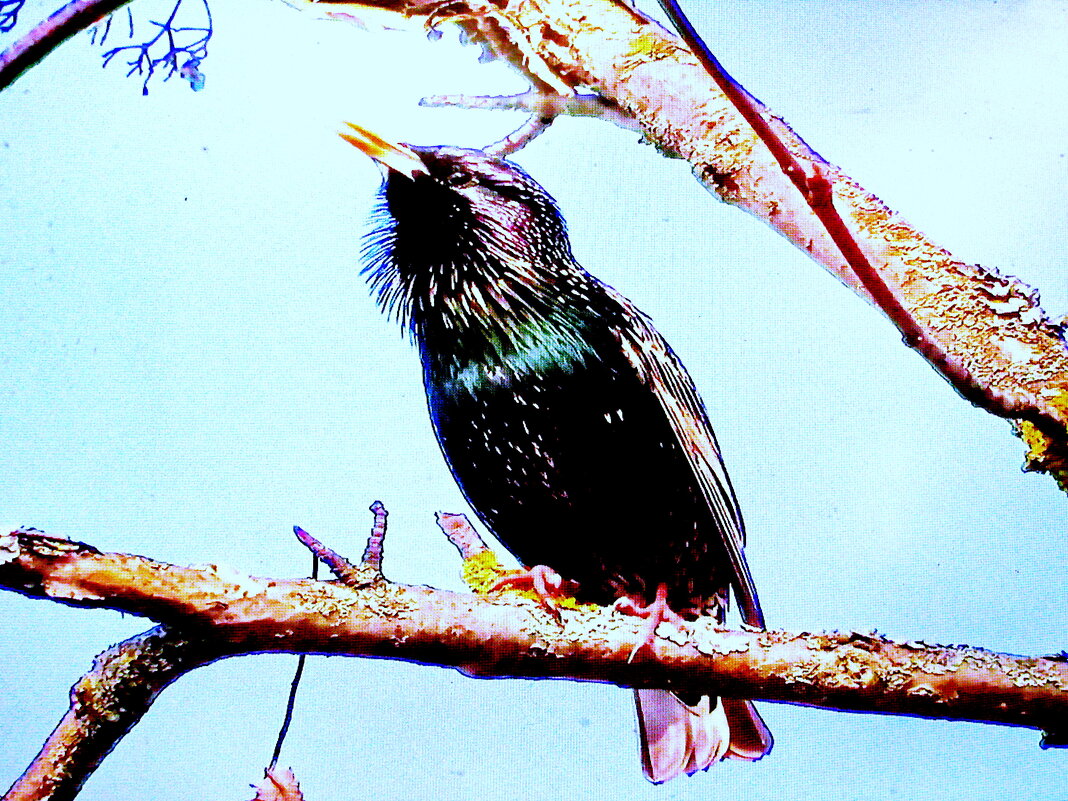 Скворушка прилетел - Людмила Смородинская