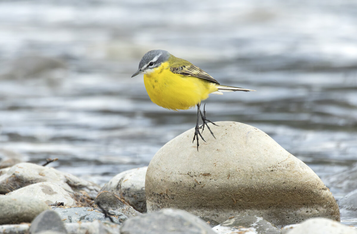 желтая трясогузка - юрий макаров