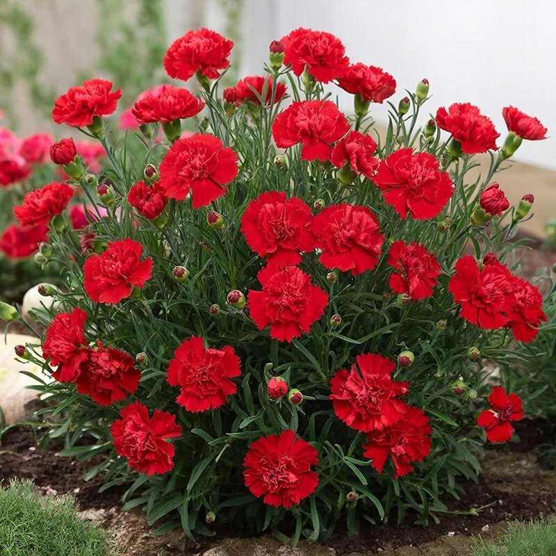 цветы - МАРИЯ ПОПОВА