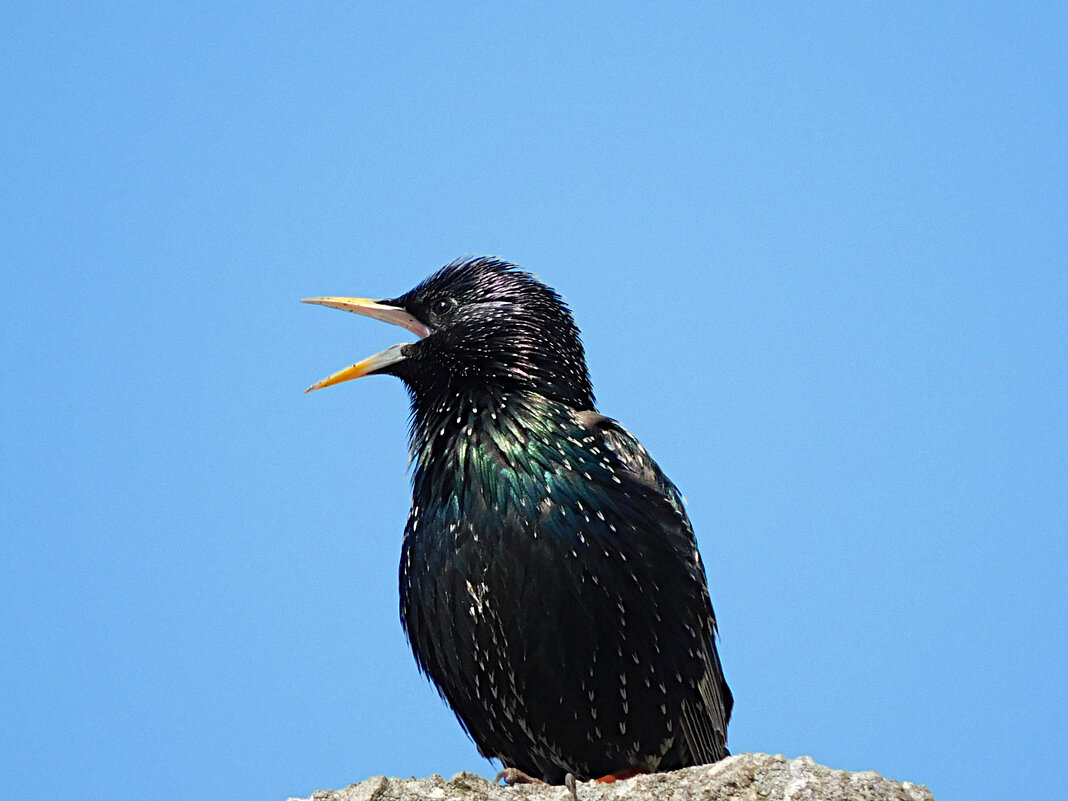 Весенняя песня скворца - Лина 